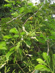 Mimosa caesalpiniifolia