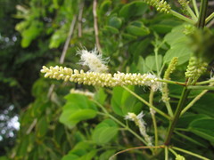 Mimosa caesalpiniifolia