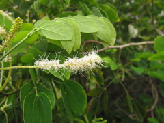 Mimosa caesalpiniifolia
