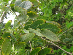 Mimosa caesalpiniifolia