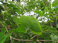 Mimosa caesalpiniifolia
