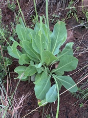 Senecio isatideus