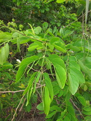 Mimosa caesalpiniifolia