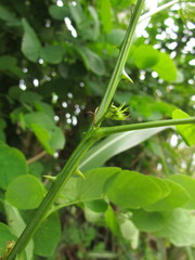 Mimosa caesalpiniifolia