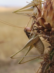 Sepiana sepium