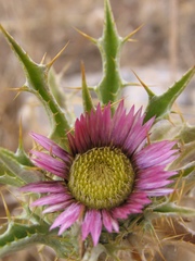 Carlina lanata