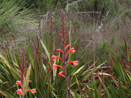 Table Mountain Watsonia (Watsonia tabularis)