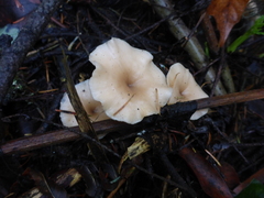Clitocybe salmonilamella