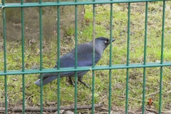 Corvus monedula