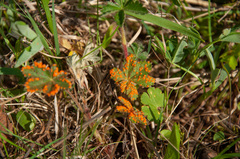 Phragmidium potentillae