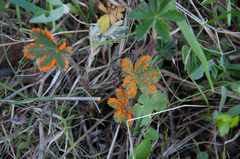 Phragmidium potentillae