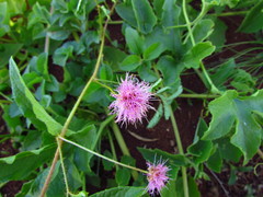 Mimosa maracayuensis