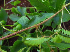 Mimosa maracayuensis