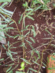 Mimosa maracayuensis