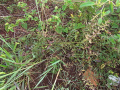 Mimosa maracayuensis