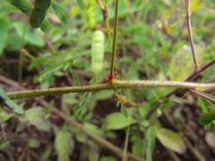Mimosa maracayuensis