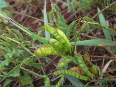 Mimosa maracayuensis