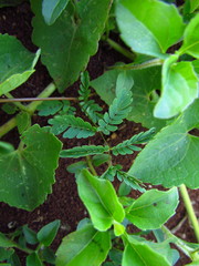 Mimosa maracayuensis