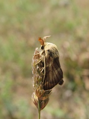 Malacosoma franconicum
