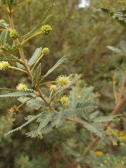 Mimosa pilulifera