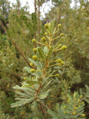Mimosa pilulifera