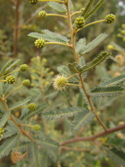Mimosa pilulifera