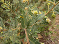 Mimosa pilulifera
