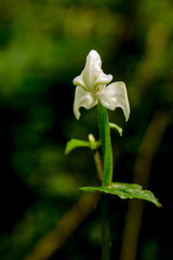 Disperis lindleyana