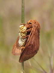 Malacosoma franconicum