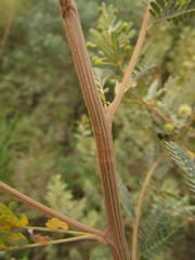 Mimosa pilulifera