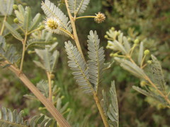 Mimosa pilulifera