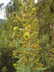 Mimosa pilulifera