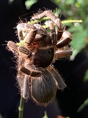 Cyrtopholis portoricae