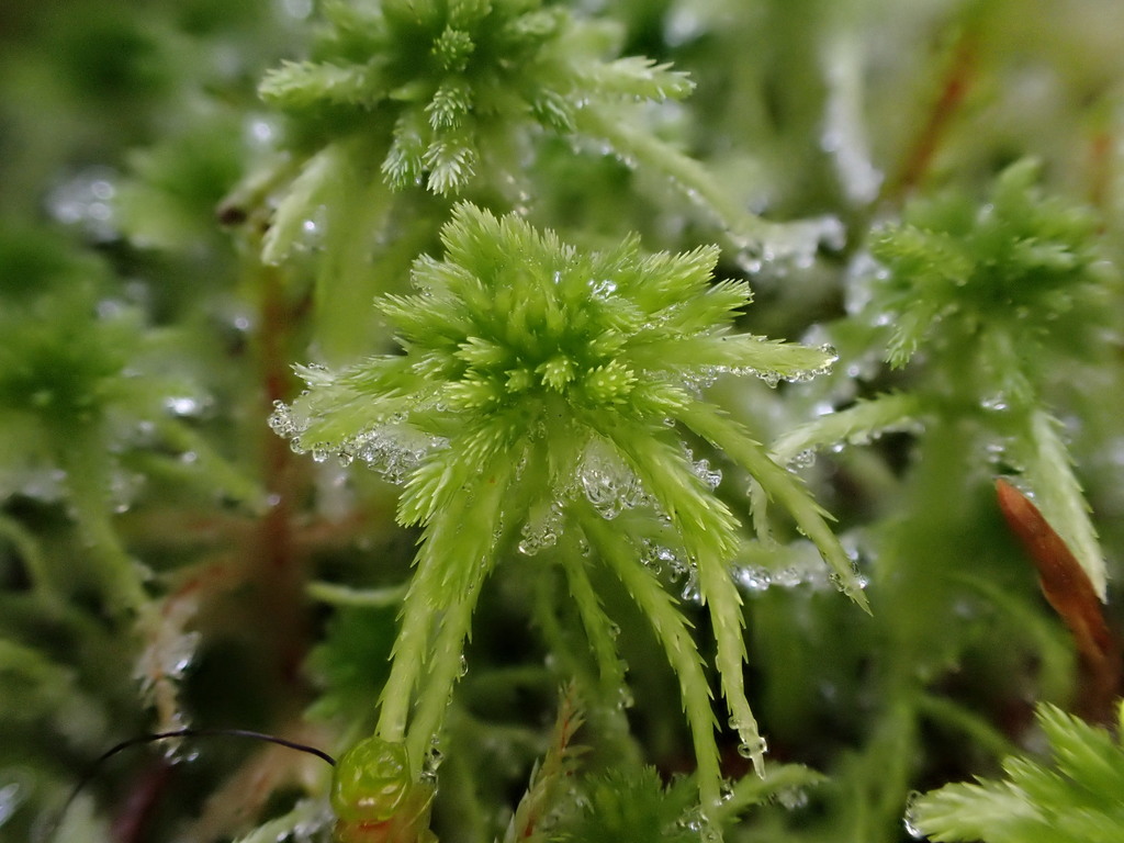 Sphagnum Sect. Acutifolia