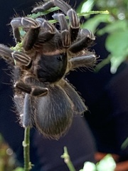 Cyrtopholis portoricae