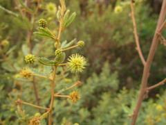 Mimosa pilulifera