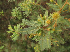 Mimosa pilulifera