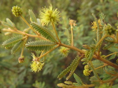 Mimosa pilulifera