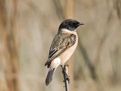 Saxicola maurus