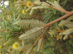 Mimosa pilulifera
