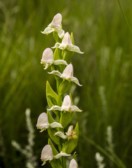 Disperis cooperi