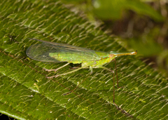 Lappidina