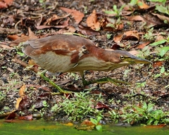 Ixobrychus eurhythmus