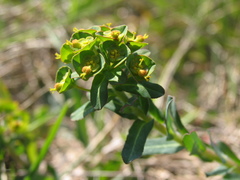 Euphorbia apios
