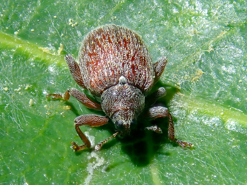 Rhynchaenus testaceus · iNaturalist Mexico