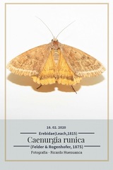 Caenurgia runica