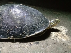 Cuora amboinensis couro