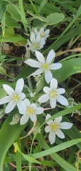 Ornithogalum lanceolatum