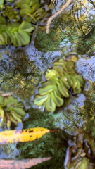 Salvinia molesta