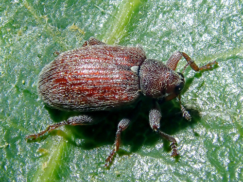 Orchestes testaceus (O.F.Mueller, 1776)